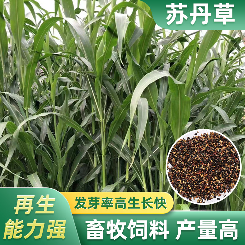 苏丹草种子四川批发高丹草草种高产牧草厂家货源墨西哥玉米草籽批发商