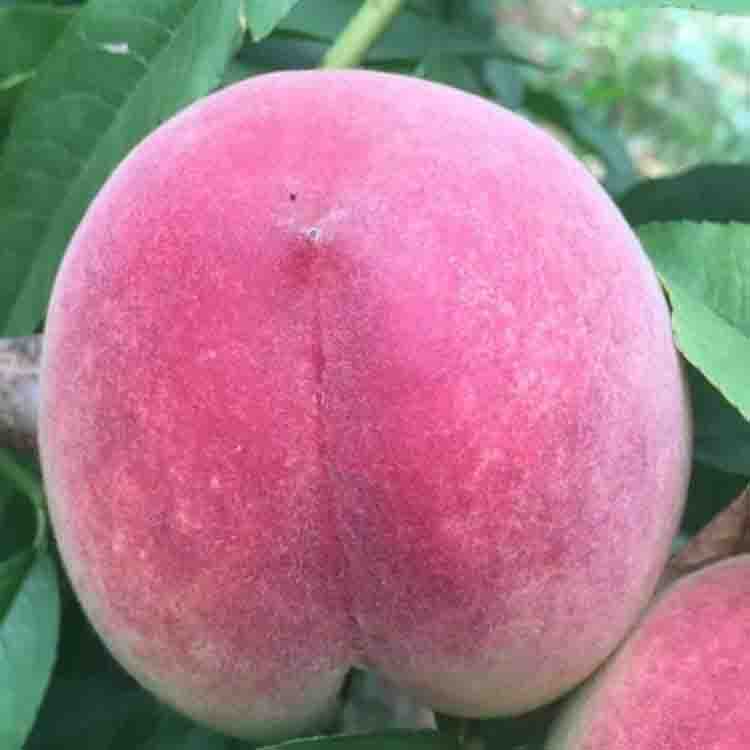 水蜜桃苗 规格齐全 威颢苗木