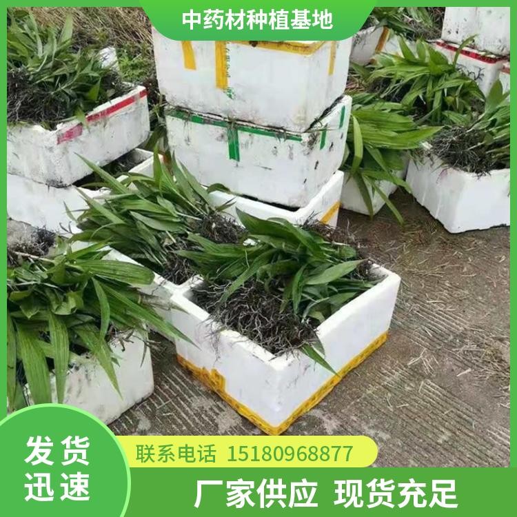 白芨种苗 批发价格 易种植