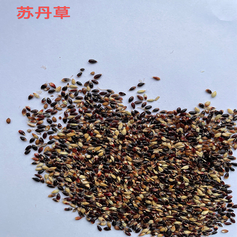 苏丹草种子四川批发高丹草草种高产牧草厂家货源墨西哥玉米草籽批发