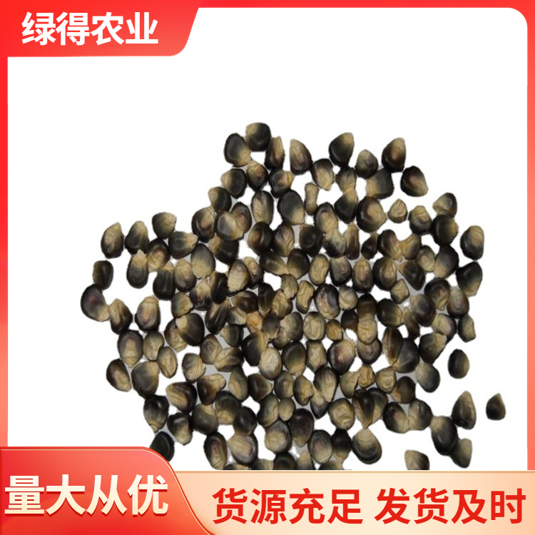 黑玉米种子商家
