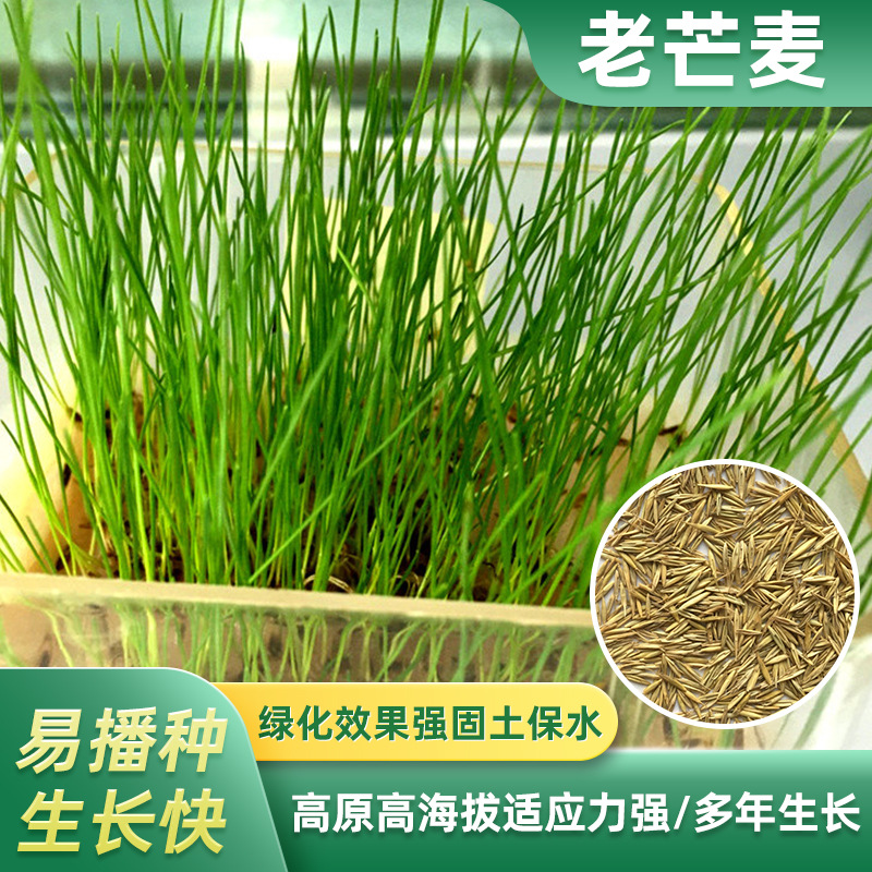披碱草牧草种子 四川成都批发多年牧草 耐旱耐寒高海拔西藏老芒麦批发