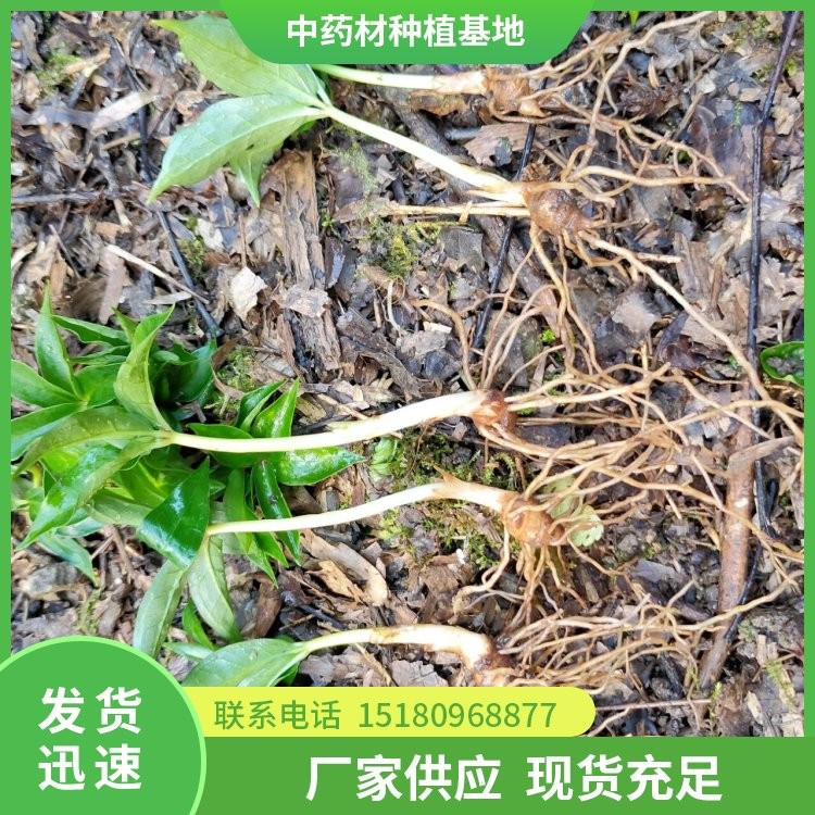 中药材脱毛机 批发厂家 量大从优