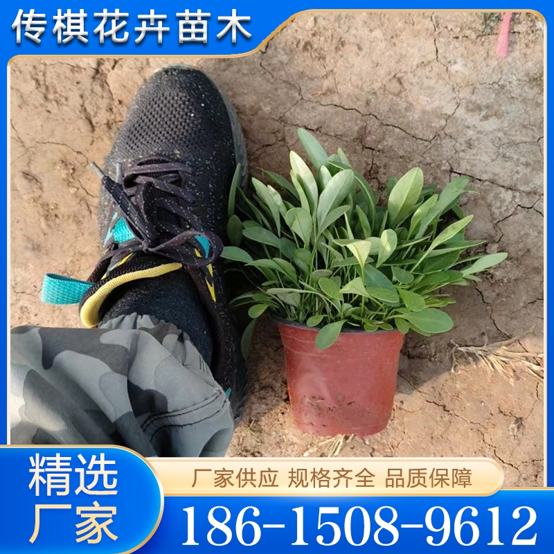 追求质量  精品推荐  金鸡菊
