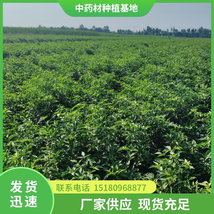 中药材切片机 厂家电话