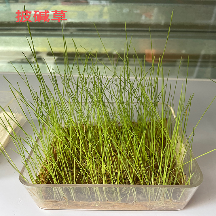 披碱草牧草种子 四川成都批发多年牧草 耐旱耐寒高海拔西藏老芒麦多少钱