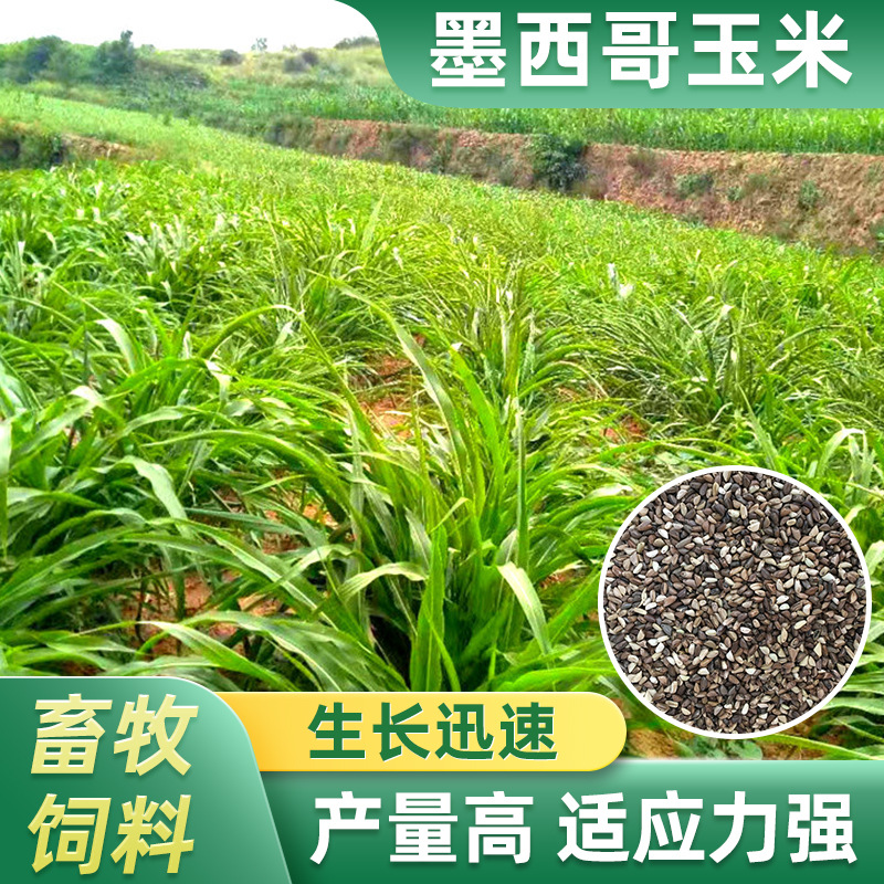 苏丹草种子四川批发高丹草草种高产牧草厂家货源墨西哥玉米草籽价格