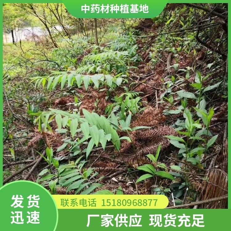 牡丹皮种苗 批发价格 基地直销