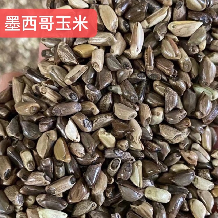 苏丹草种子四川批发高丹草草种高产牧草厂家货源墨西哥玉米草籽