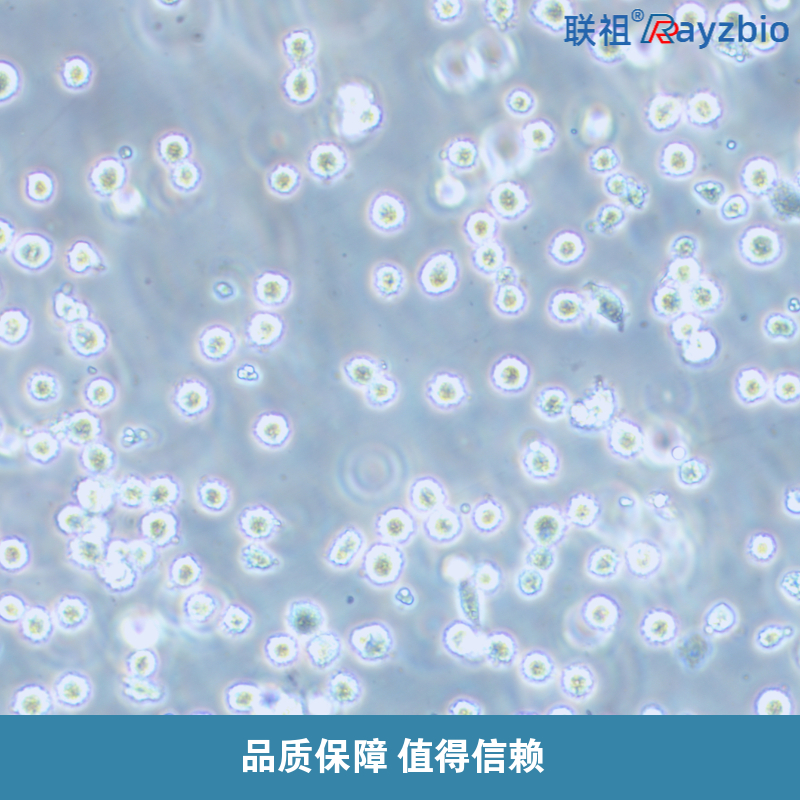 ADR耐药细胞株