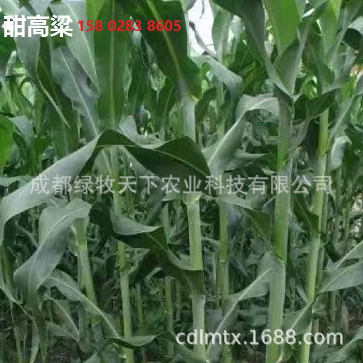 苏丹草种子四川批发高丹草草种高产牧草厂家货源墨西哥玉米草籽厂家