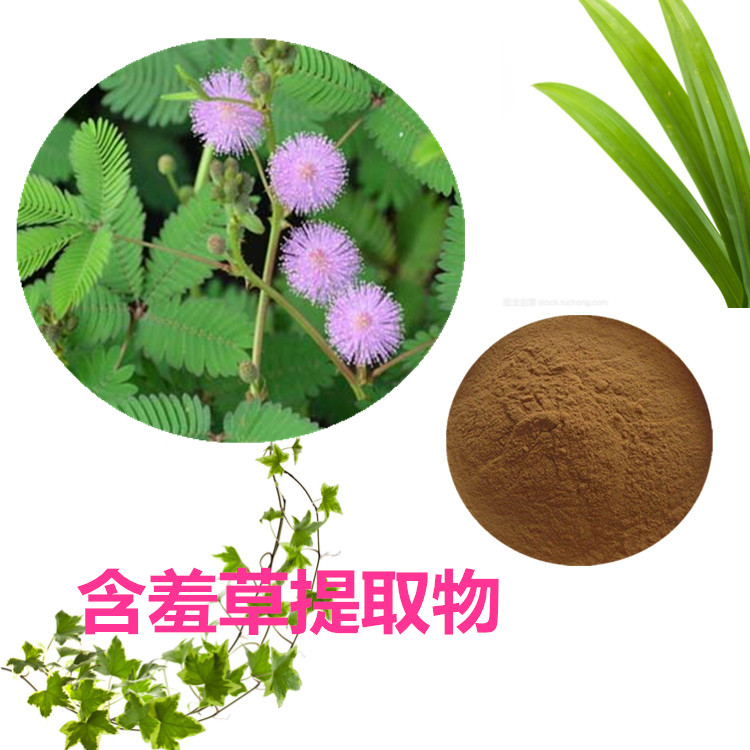 含羞草提取物 10:1 水提 含羞草浸膏 含羞草浓缩粉