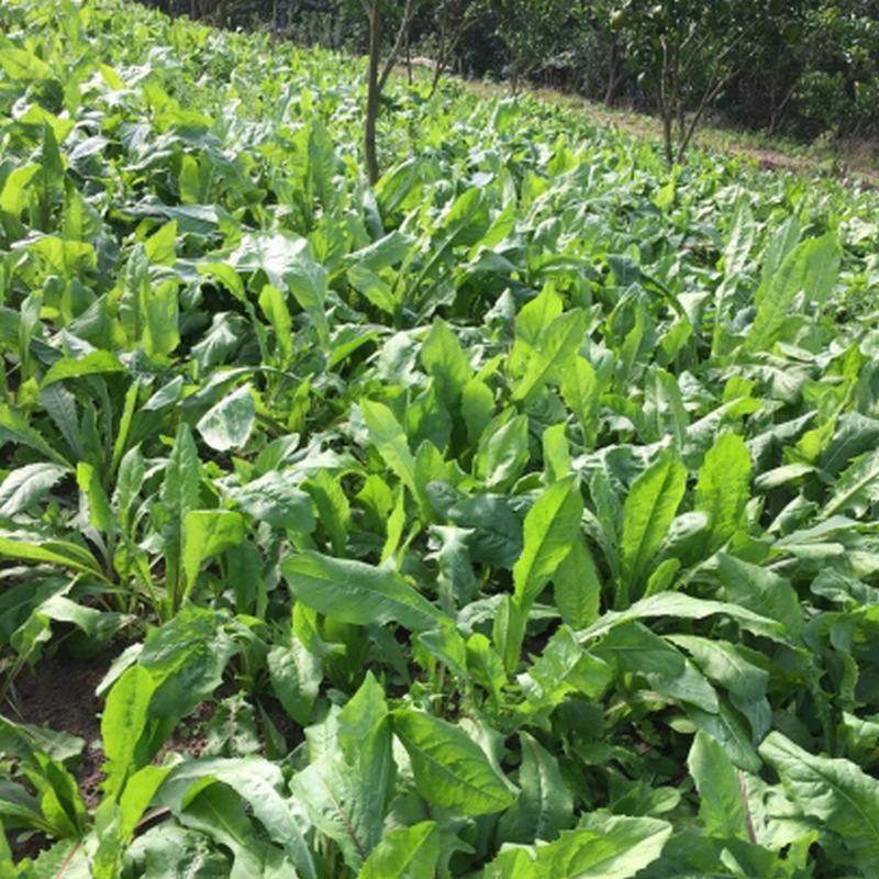 菊苣种籽 四川批发 耐寒高海拔藏区牧草甜高粱紫苜蓿混播草坪价格批发商