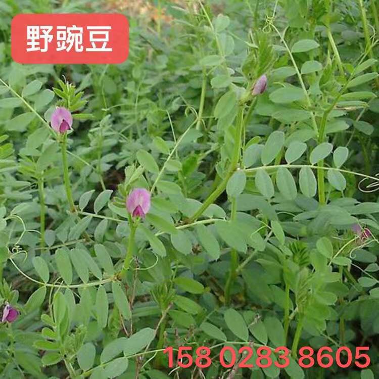 紫云英  四川基地批发牧草绿肥箭舌豌豆 光叶紫花苕箭筈舌豌豆种籽