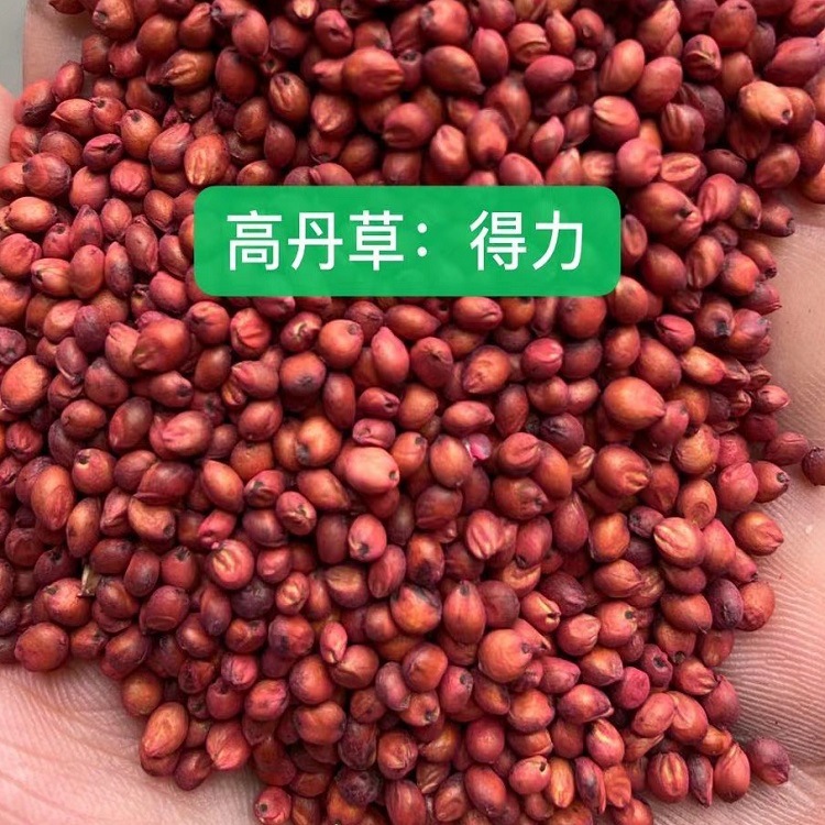 苏丹草种子四川批发高丹草草种高产牧草厂家货源墨西哥玉米草籽厂商