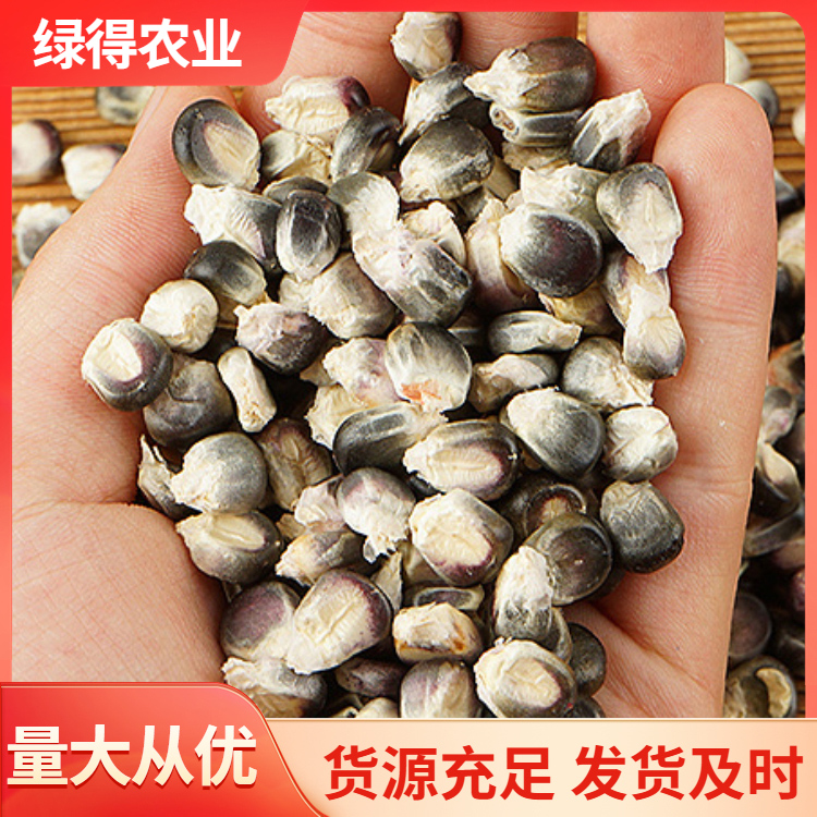 黑玉米种子采购