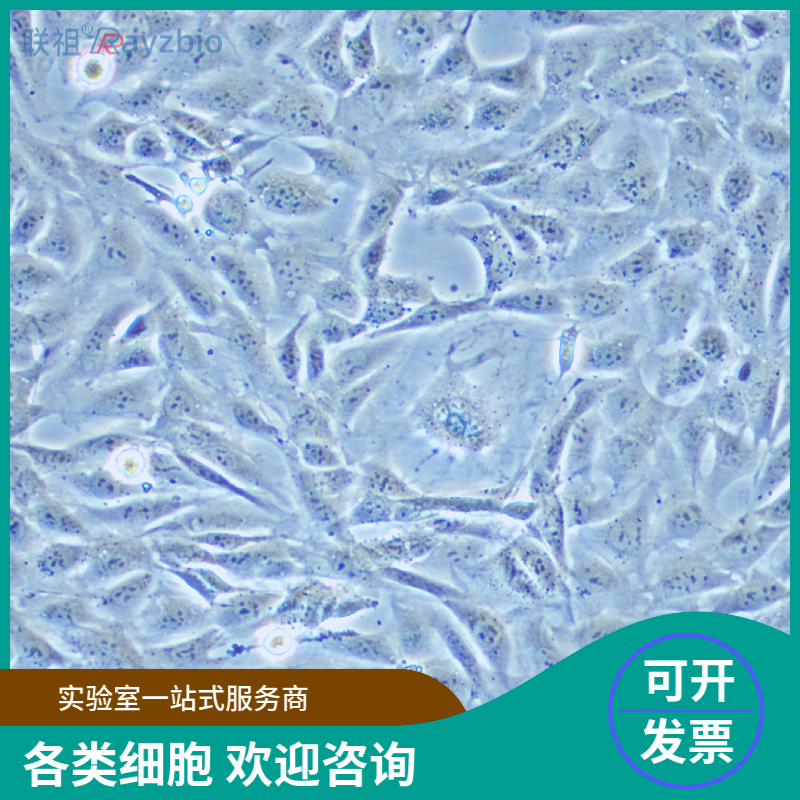 人牙髓干细胞现货