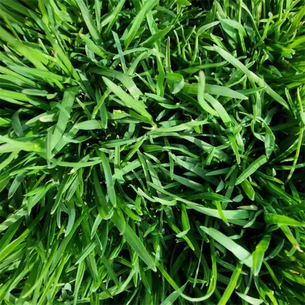 草坪四季青 混播早熟禾 颜色绿 耐盐碱 品质好