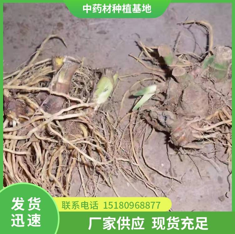 射干种苗 批发厂家 基地直销