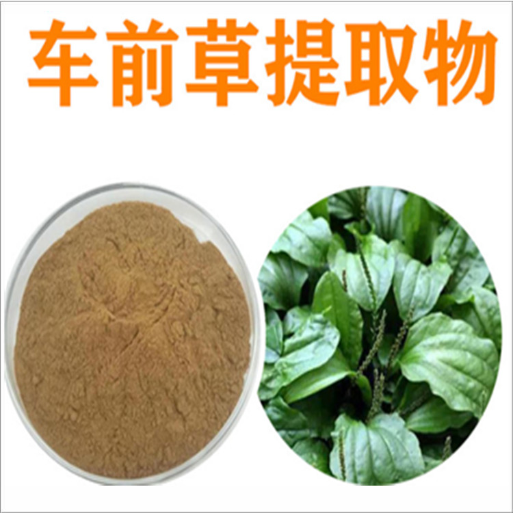 紫花地丁粉  车前草提取物 沙参粉 海金沙提取物 麦冬提取物