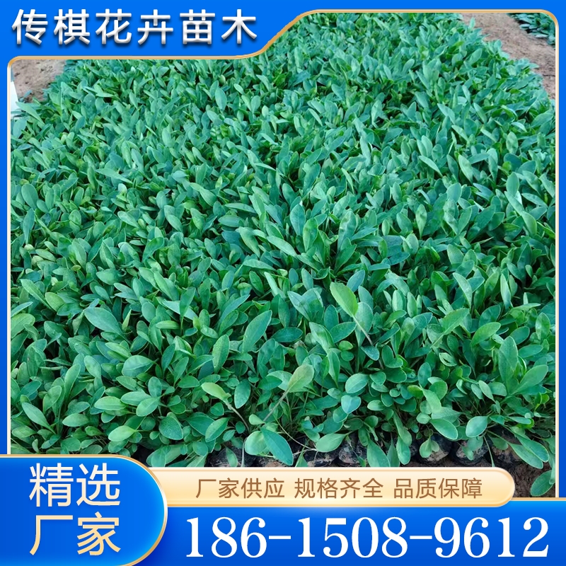 金鸡菊  欢迎咨询订购  值得信赖