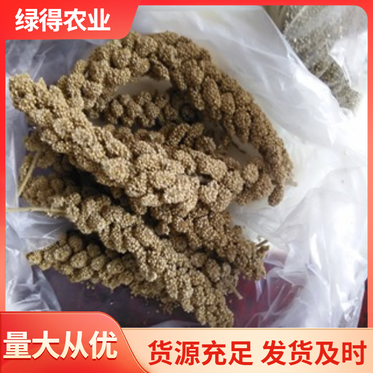 白小米厂家电话