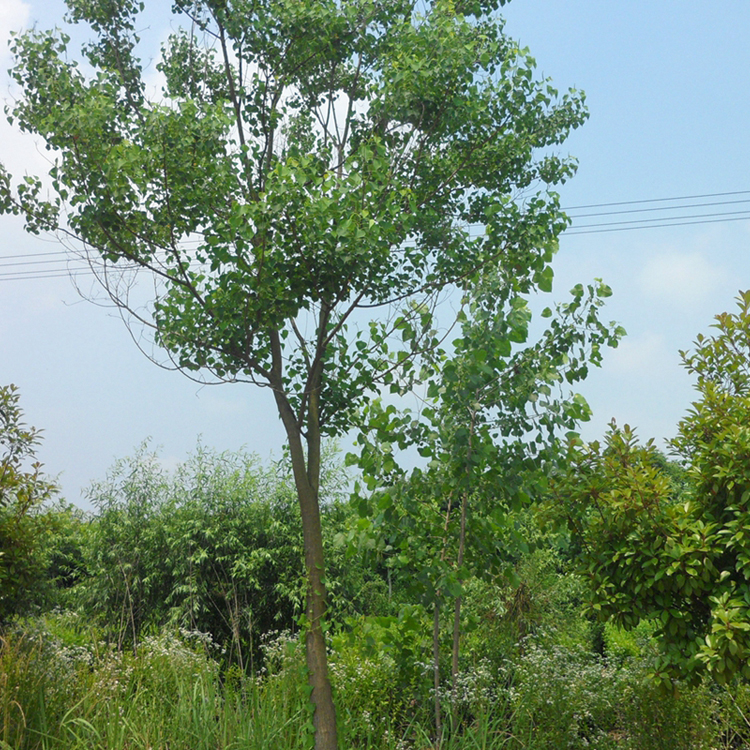 乌桕行道树园林绿化工程 乌桕树 种植基地多规格供应