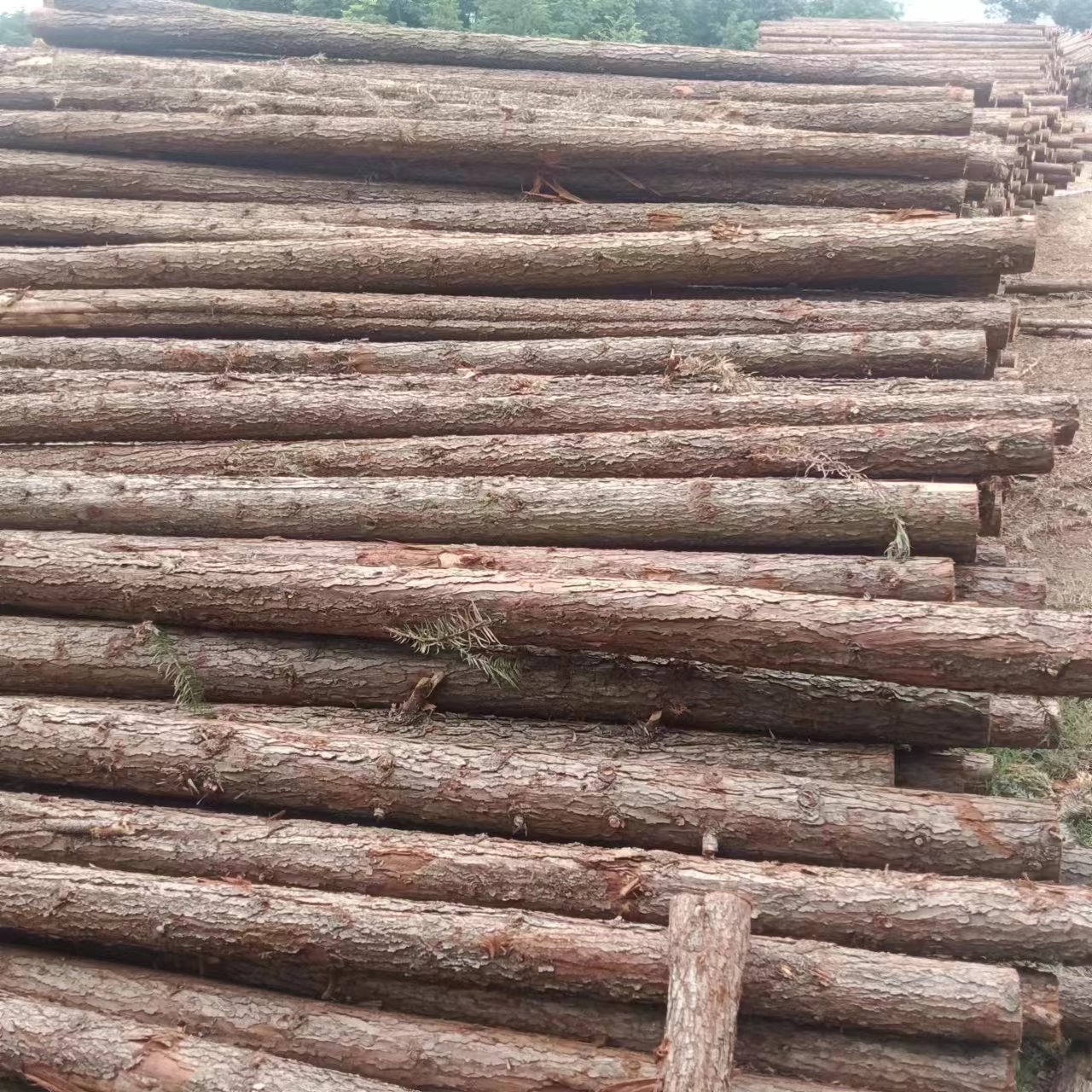 椽子 自有林场 厂家直发 尺寸齐全