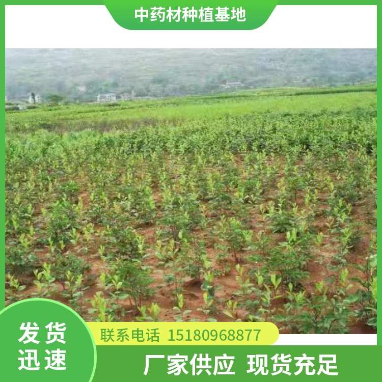 苍术种苗 批发价格 基地直销