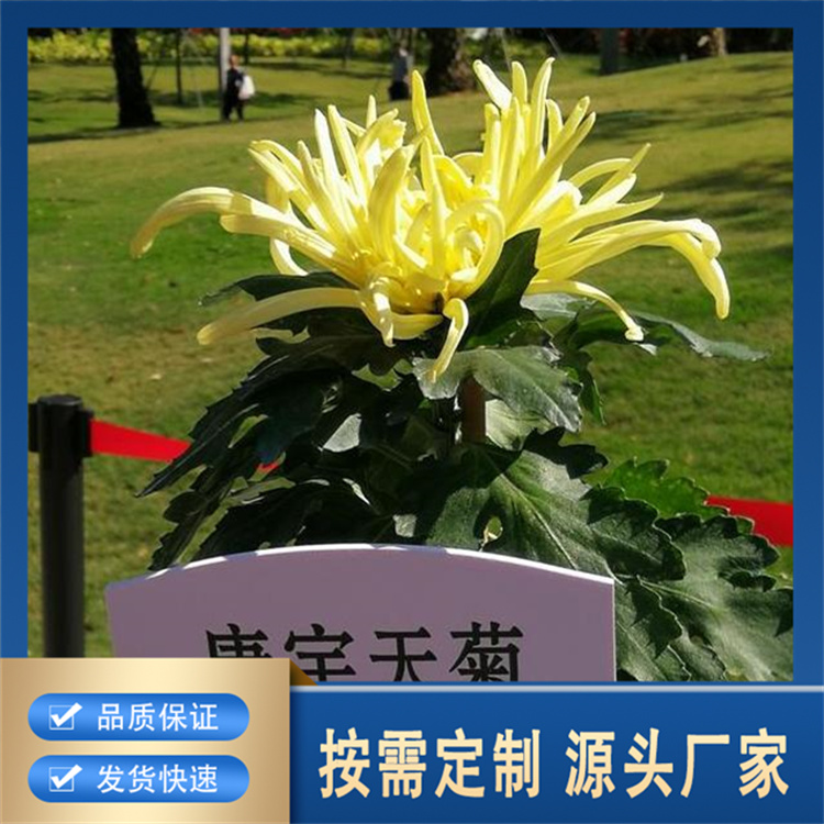 精品菊花厂家直销