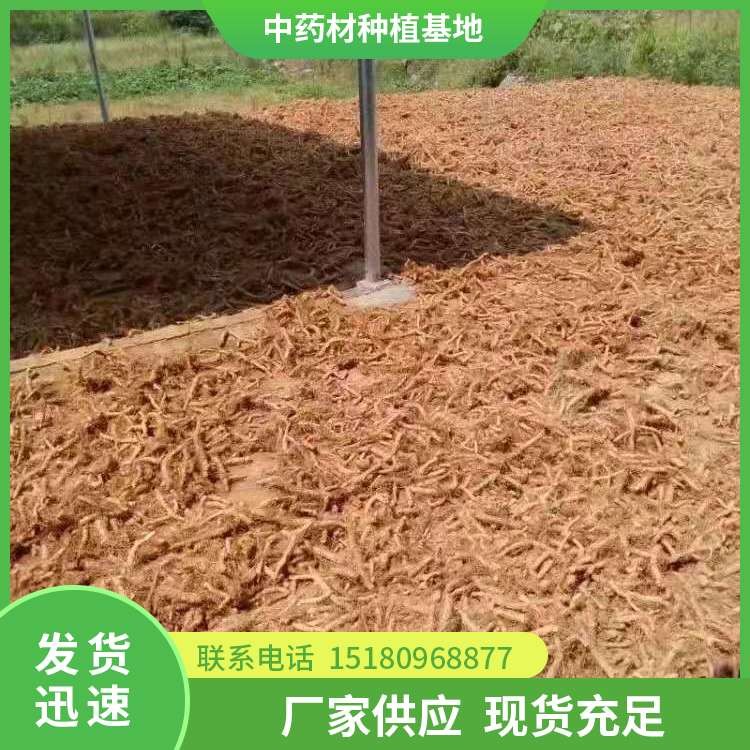玉竹种苗 批发基地 量大从优
