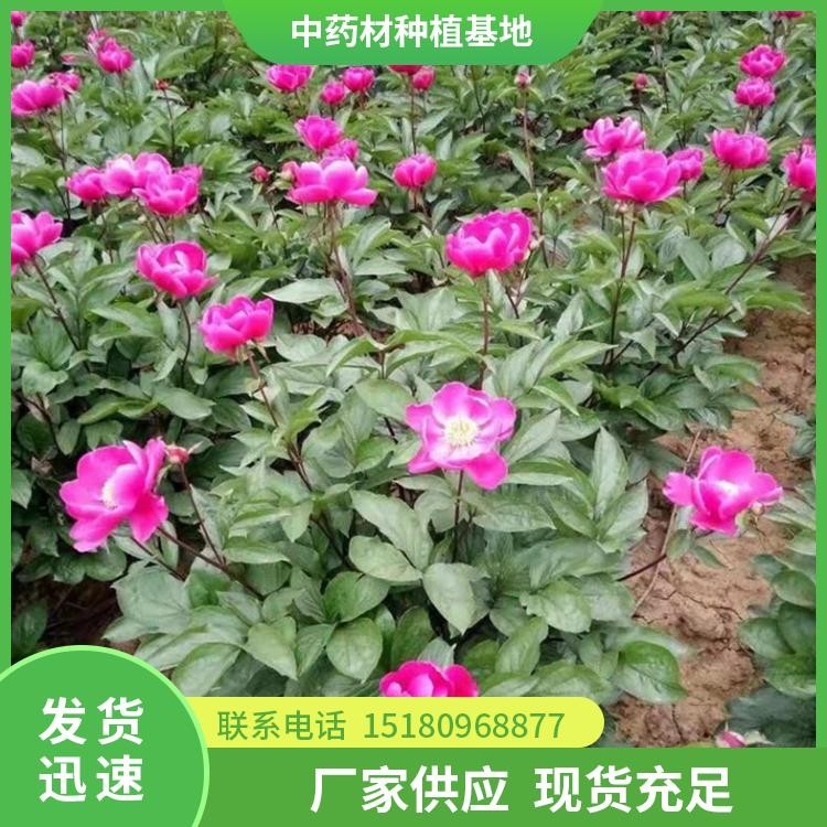 芍药种苗 批发价格 基地直销