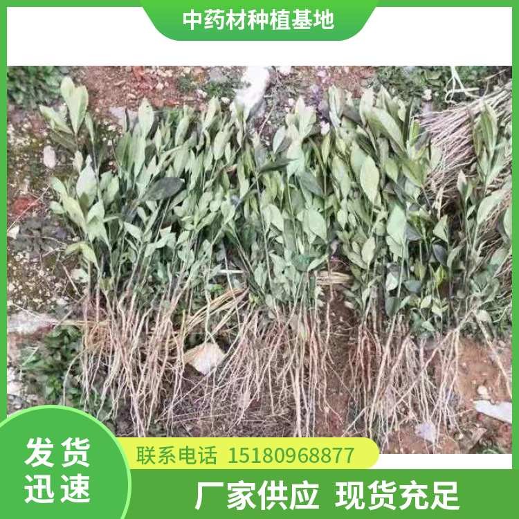栀子种苗 批发价格 大量现货批发