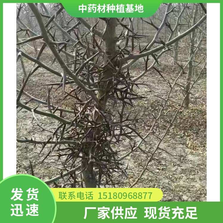 皂角刺种苗 批发价格 基地直销