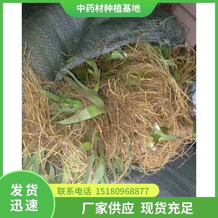 射干种苗 批发基地 量大从优