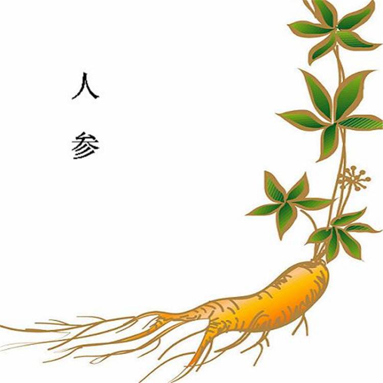 人参超微粉 不水溶可做压片糖果 斯诺特生物 三方外检