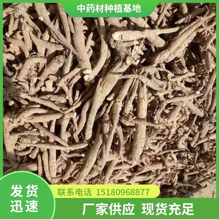芍药种苗 批发电话 种植基地批发
