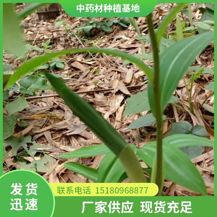 牡丹皮种苗 批发厂家 基地直销
