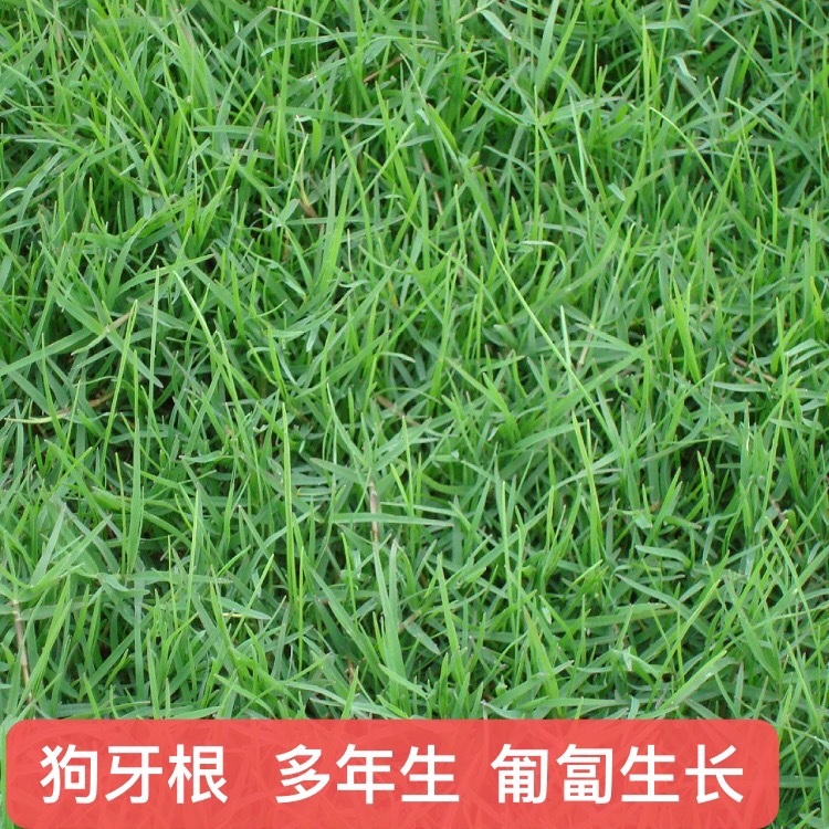 狗牙根四川批发台湾二号高级小区结缕草百慕达马尼拉高羊茅种子价格