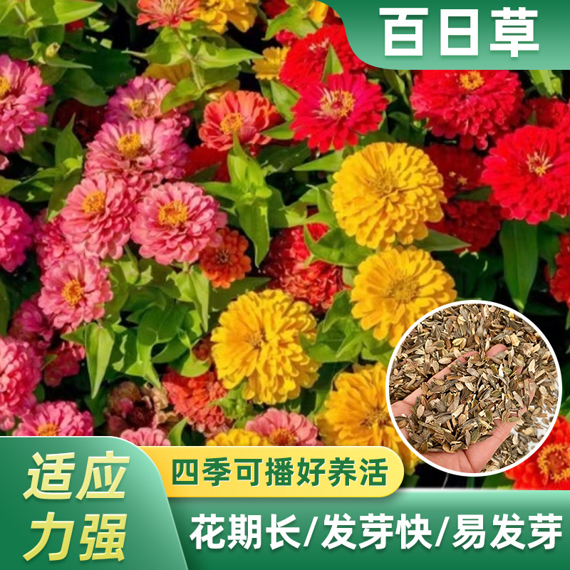 花卉种子 四季种子批发满天星太阳花波斯菊百日草向日葵雏菊薄荷批发商
