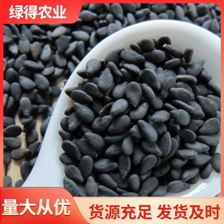 黑芝麻种子销售