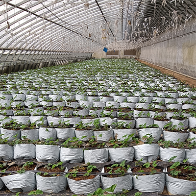 映天青总养分3%草莓种植土育苗土避免幼苗入田污染环境合理搭配营养