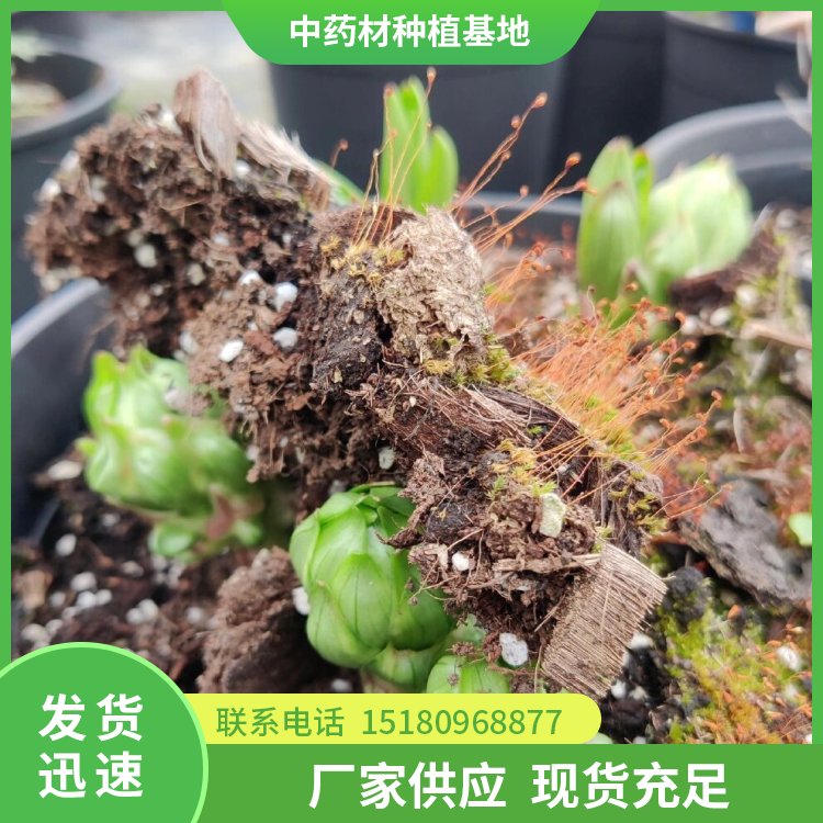 百合种苗 批发厂家 基地直销