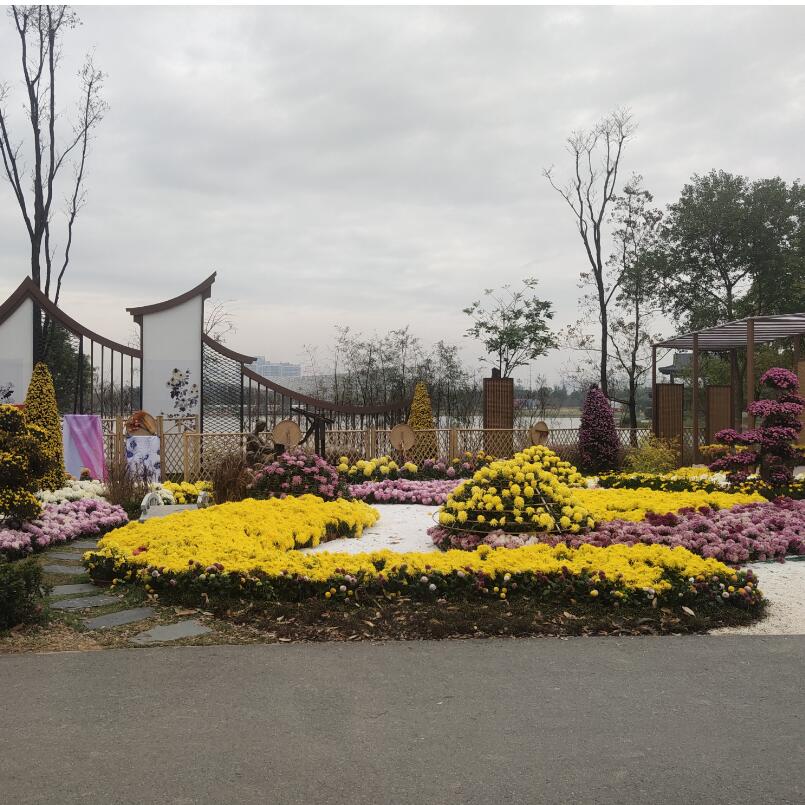 大型菊花展专业施工方  景美园艺