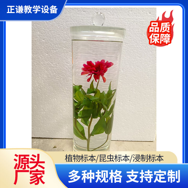 正谦教学设备 中药植物浸制标本 植物浸制标本