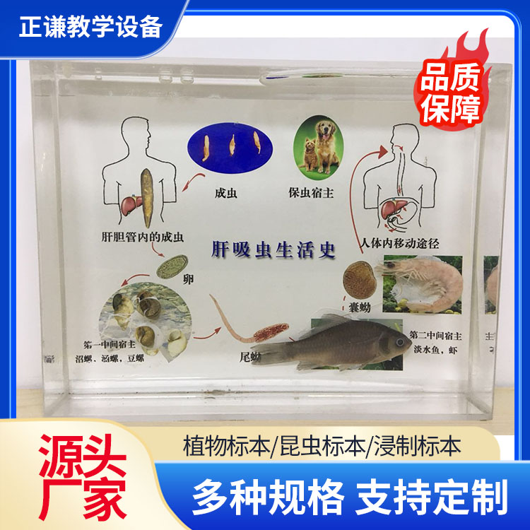 动物骨骼塑化标本 正谦教学