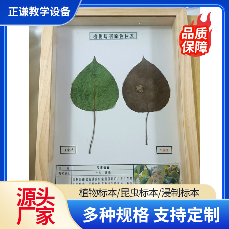 质量保障 植物病害标本 支持定制 性价比高 正谦教学