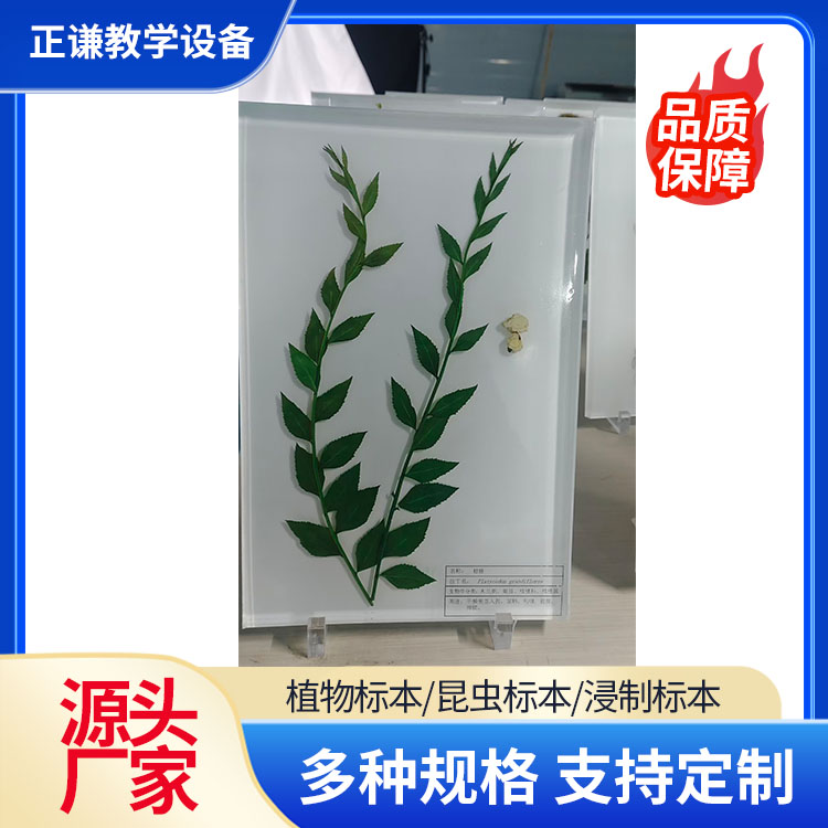 正谦教学 中药包埋标本 手工制作 种类齐全 生物教学用