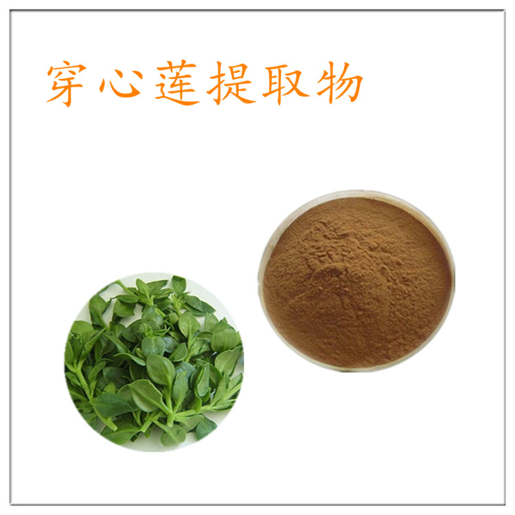穿心莲提取物 穿心莲粉 喷雾干燥工艺 穿心莲内酯 水溶性浓缩粉 10:1多规格