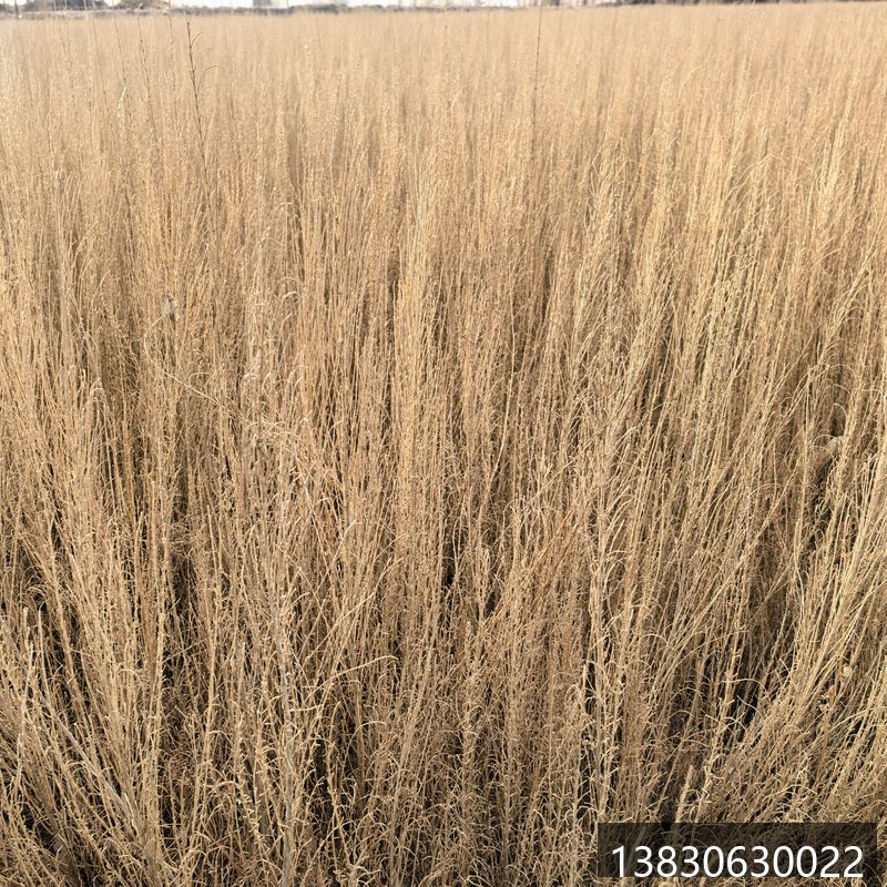 四翅滨藜苗40公分一年生耐旱耐盐碱饲料林苗木甘肃基地直供护坡固沙生态修复工程苗